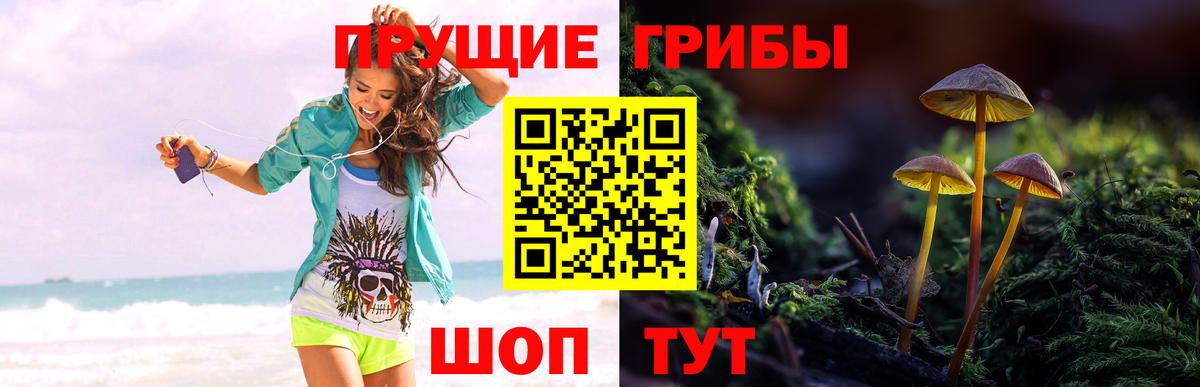 Галлюциногенные грибы Psilocybine cubensis  Галлюциногенные грибы Magic Shrooms  Балашов  Вход с VPN 